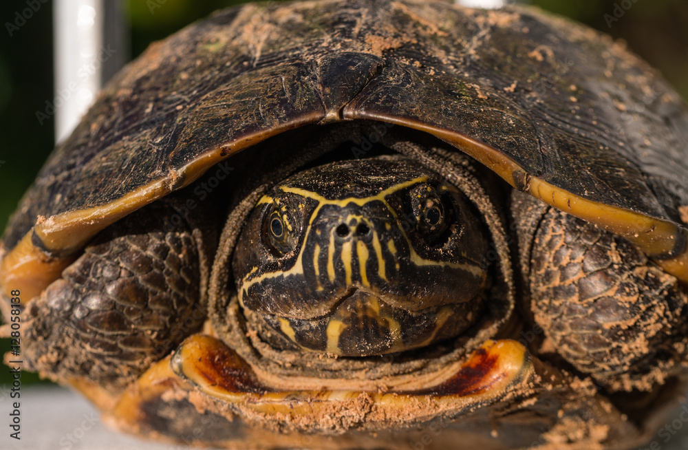 Obraz premium The Turtle Shell