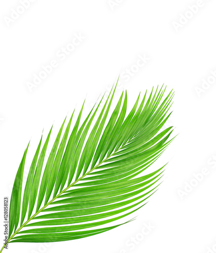 green leaves of palm tree isolated on white background © studio2013
