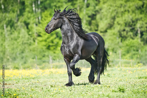 Black Friesian horse runs gallop in summer time