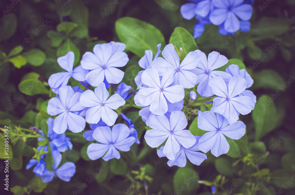 blue star flowers. cape leadwort. white plumbago. blue star flowers. cape leadwort. white plumbago.