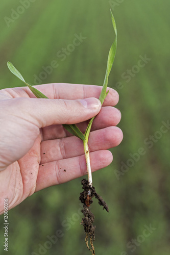 Young Wheat Sprouts in Hand. Green Field Background.