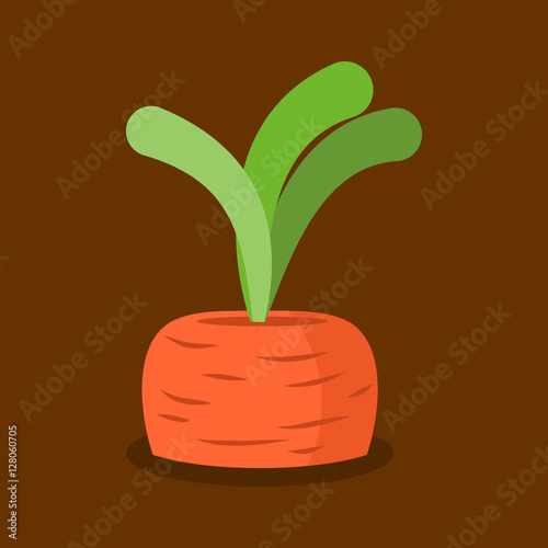 Carrots growing isolated. Fresh vegetables in garden