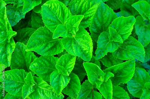 green leaves background