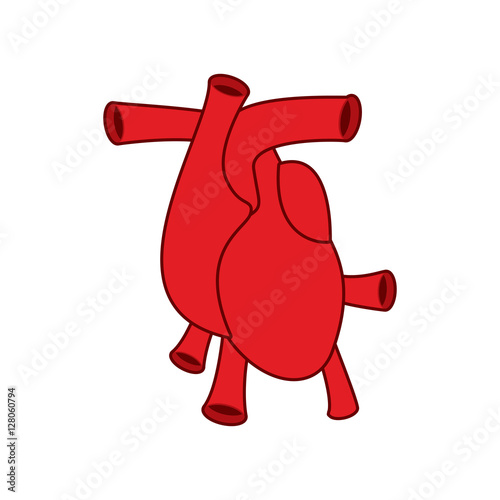 Heart anatomy icon Atria and ventricles. Veins and arteries.
