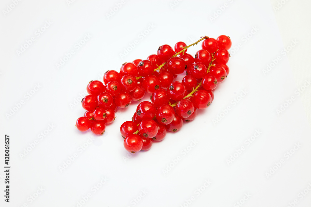 ribes ribes