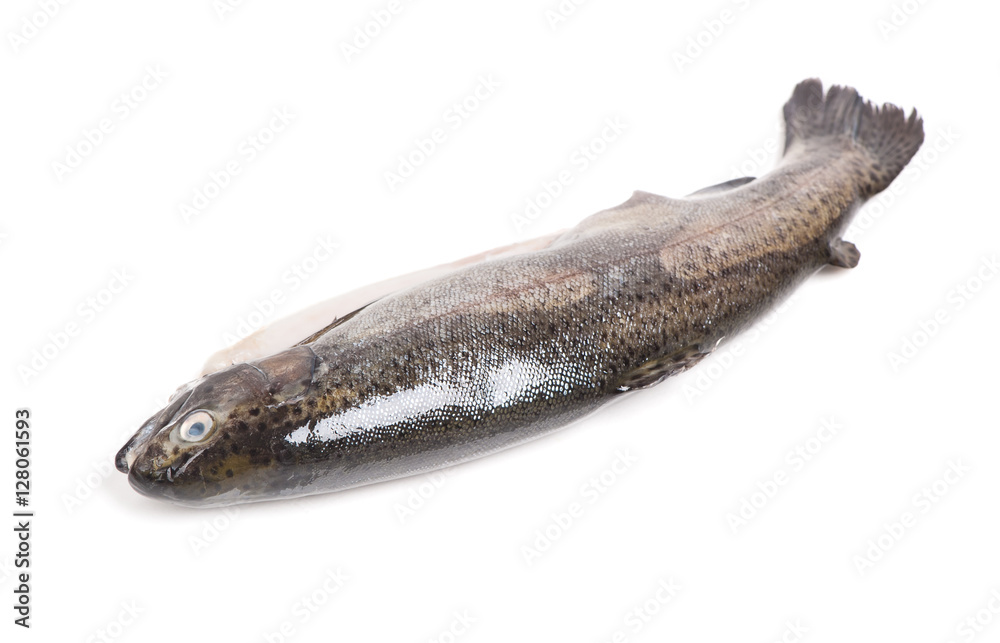 Fototapeta premium Gutted trout isolated