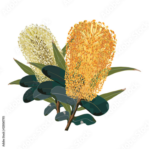 Golden Flowering Banksia Vector Illustration