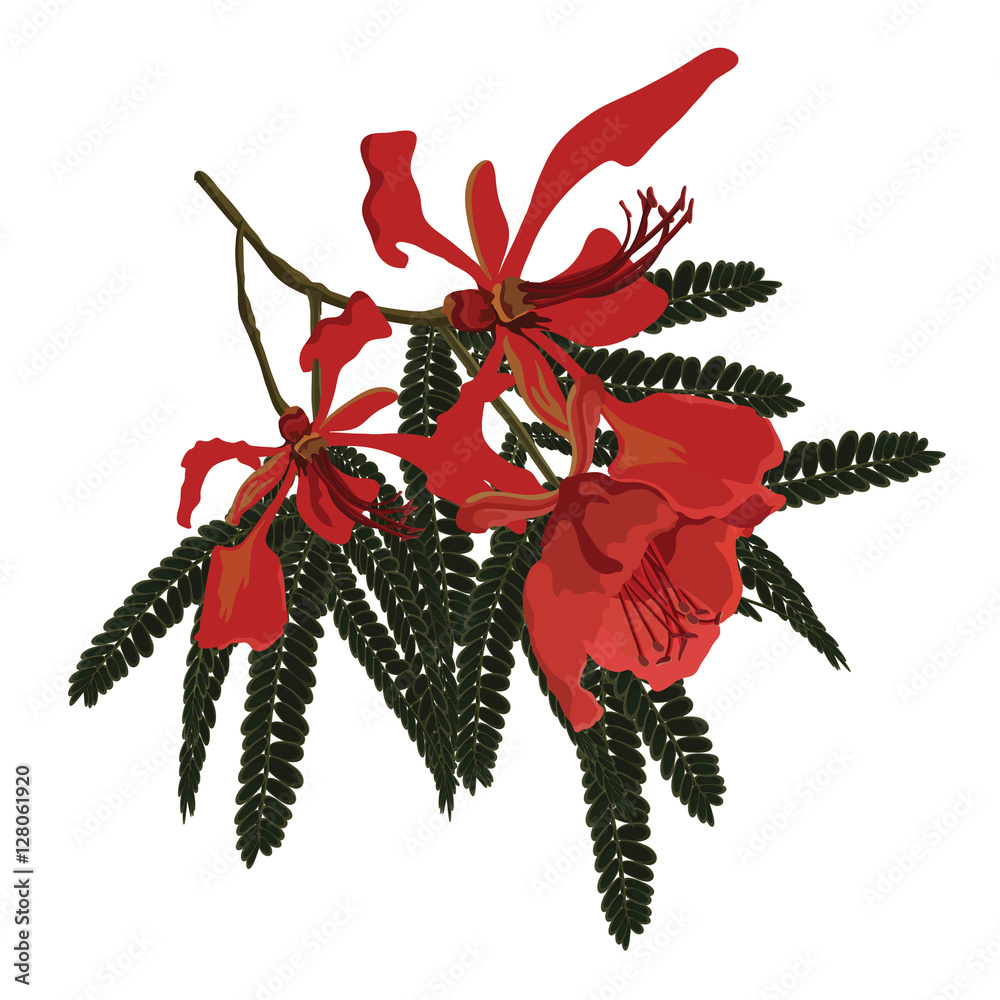 Poinciana Tree and flowers with branches Vector Stock Vector | Adobe Stock