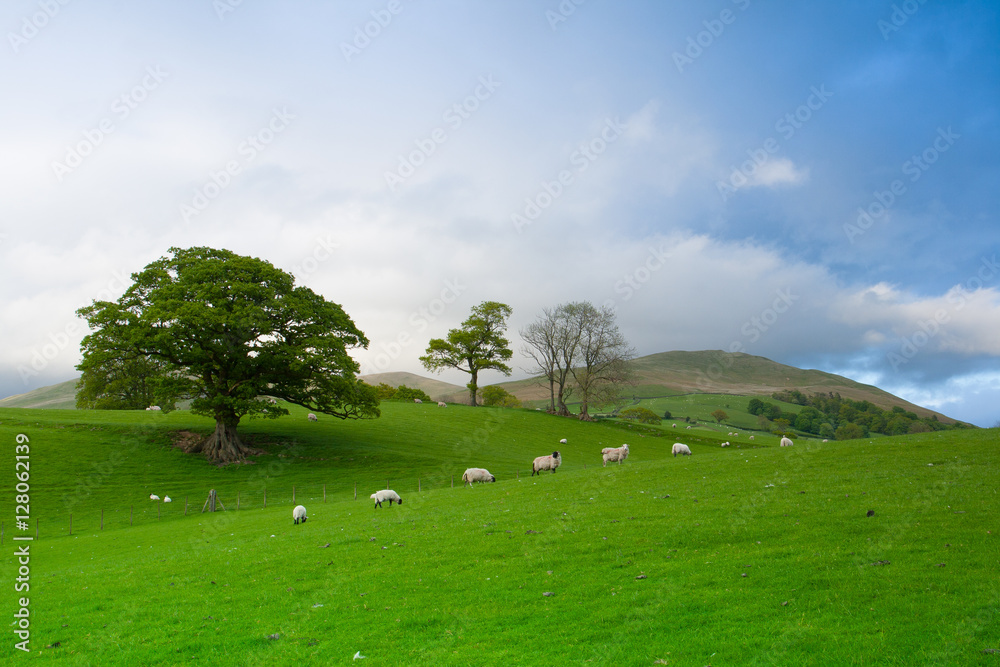 Naklejka premium Green fields in the English countryside with grazing sheep. Engl