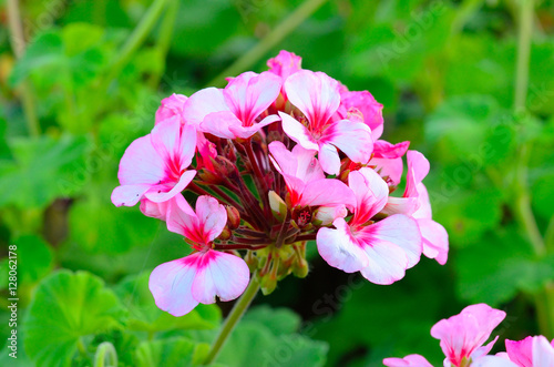 Beautiful geranium in the garden