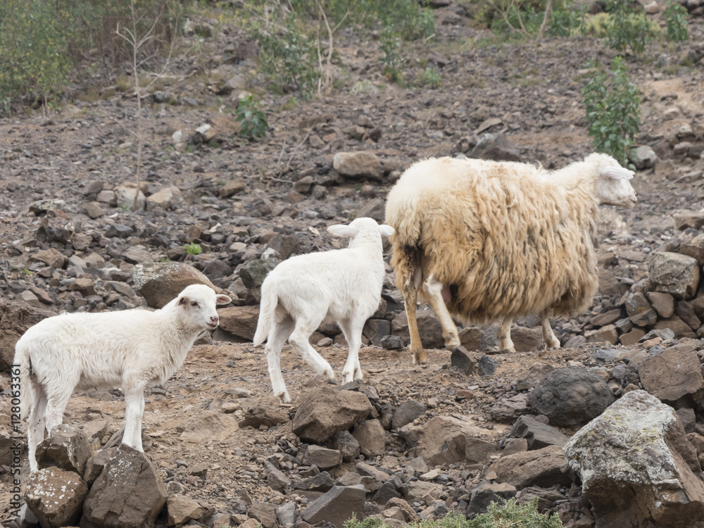 Sheep with massive wool on the Canary Islands and two lambs. Sheep with massive wool on the Canary Islands and two lambs.