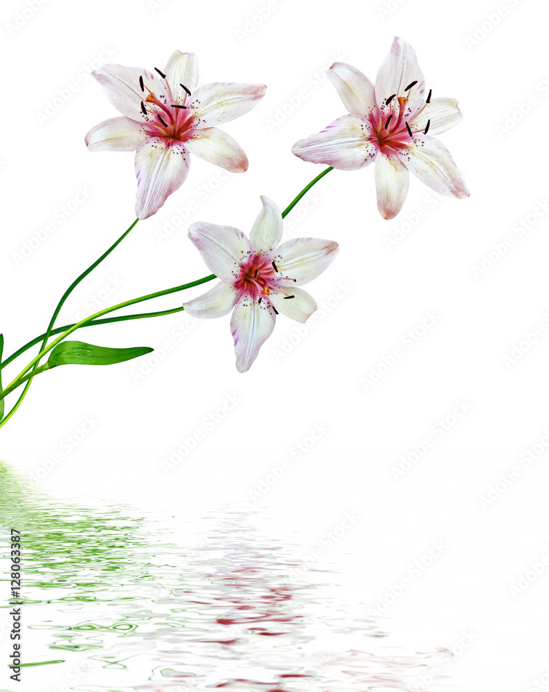 Flower lily isolated on white background. summer Flower lily isolated on white background. summer