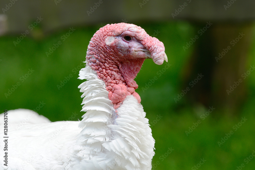 turkey in free range turkey in free range