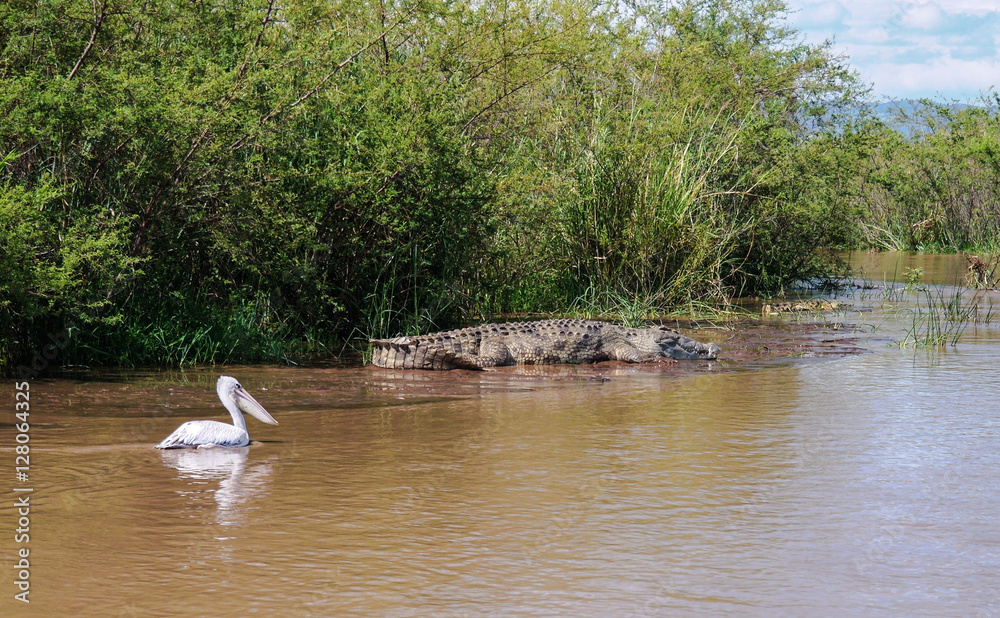 The Nile crocodile and White pelican in Chamo lake, Nechisar national park, Ethiopia The Nile crocodile and White pelican in Chamo lake, Nechisar national park, Ethiopia