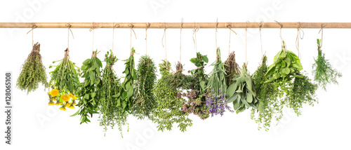 Fresh herbs hanging Basil rosemary thyme mint dill sage