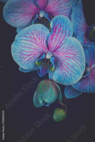Bunch of blue orchid flowers close up on black background, retro toned