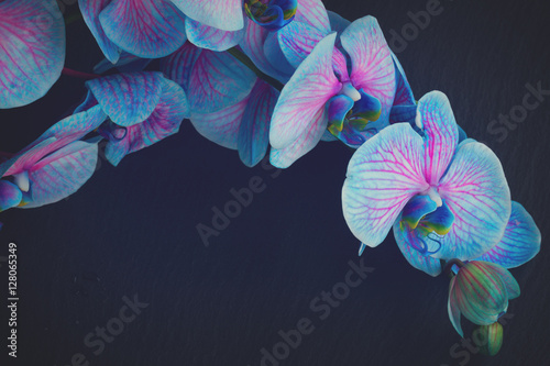 Fototapeta Naklejka Na Ścianę i Meble -  Bunch of blue orchid flowers close up on black background, retro toned