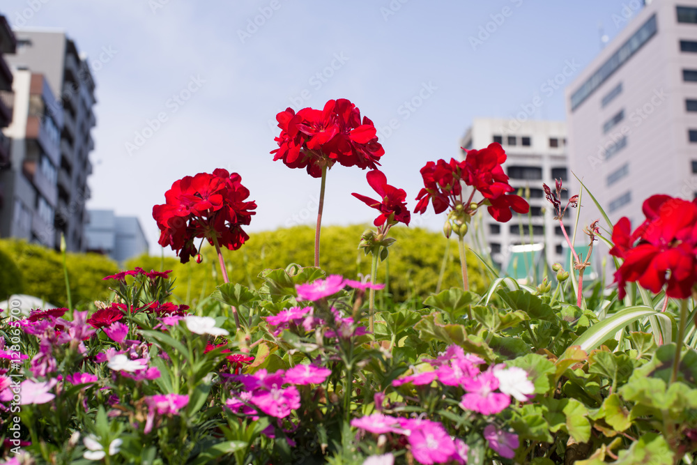 Flowers in the city