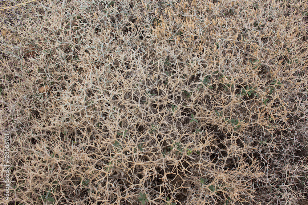 Close-up of dry, brown, and prickly thorns. Texture Close-up of dry, brown, and prickly thorns. Texture