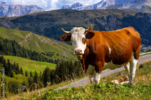 italian  cows on a pasture © Sergii Mostovyi
