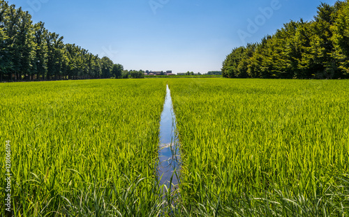 Paddy rice farm in Pavia, Italy photo
