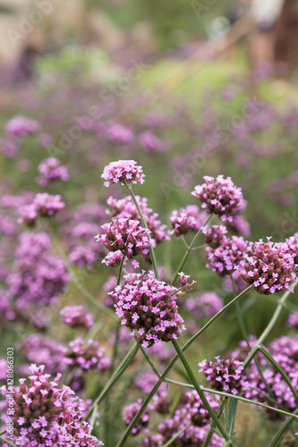 group of little purple flowers