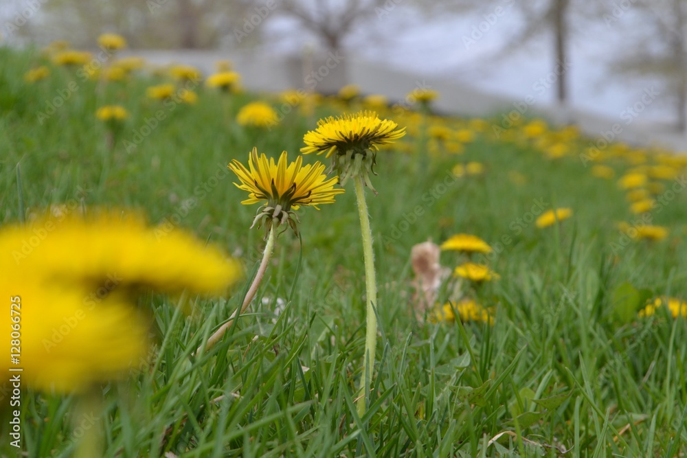 Obraz premium dandilion