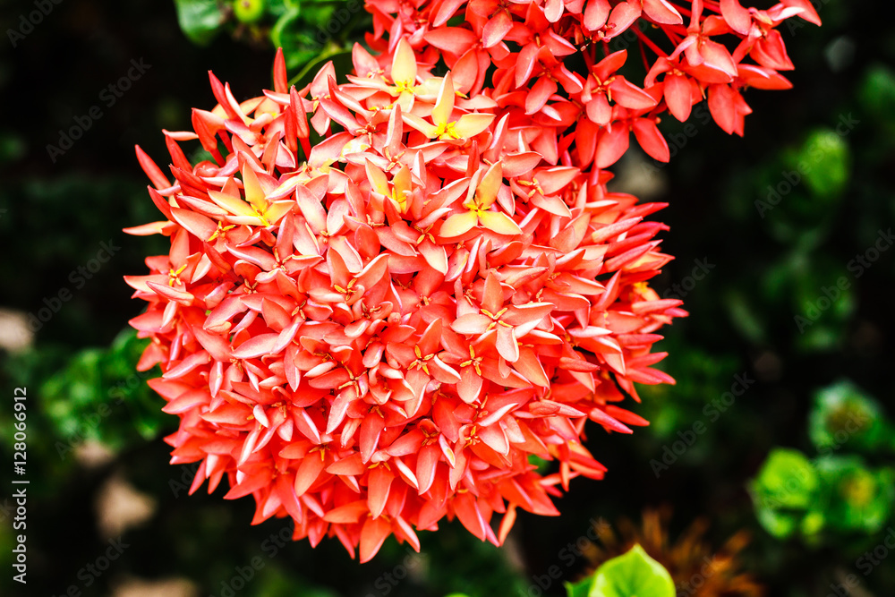 Ixora flowers in the garden at the park Ixora flowers in the garden at the park