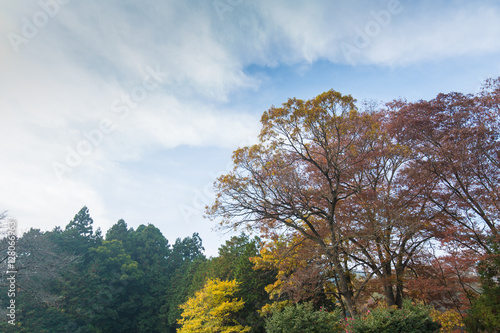 紅葉の景色