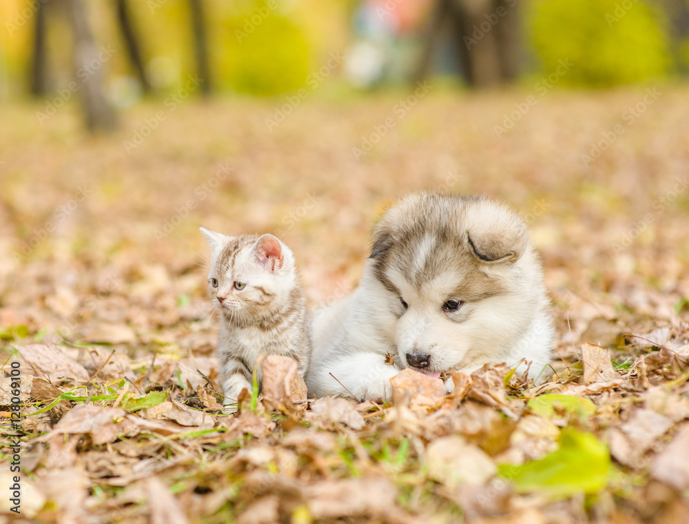 Tiny cat and dog lying together in autumn park
