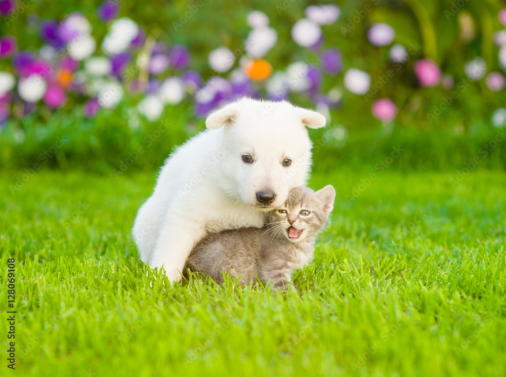 Puppy hugging kitten on green grass. Focus on cat Puppy hugging kitten on green grass. Focus on cat
