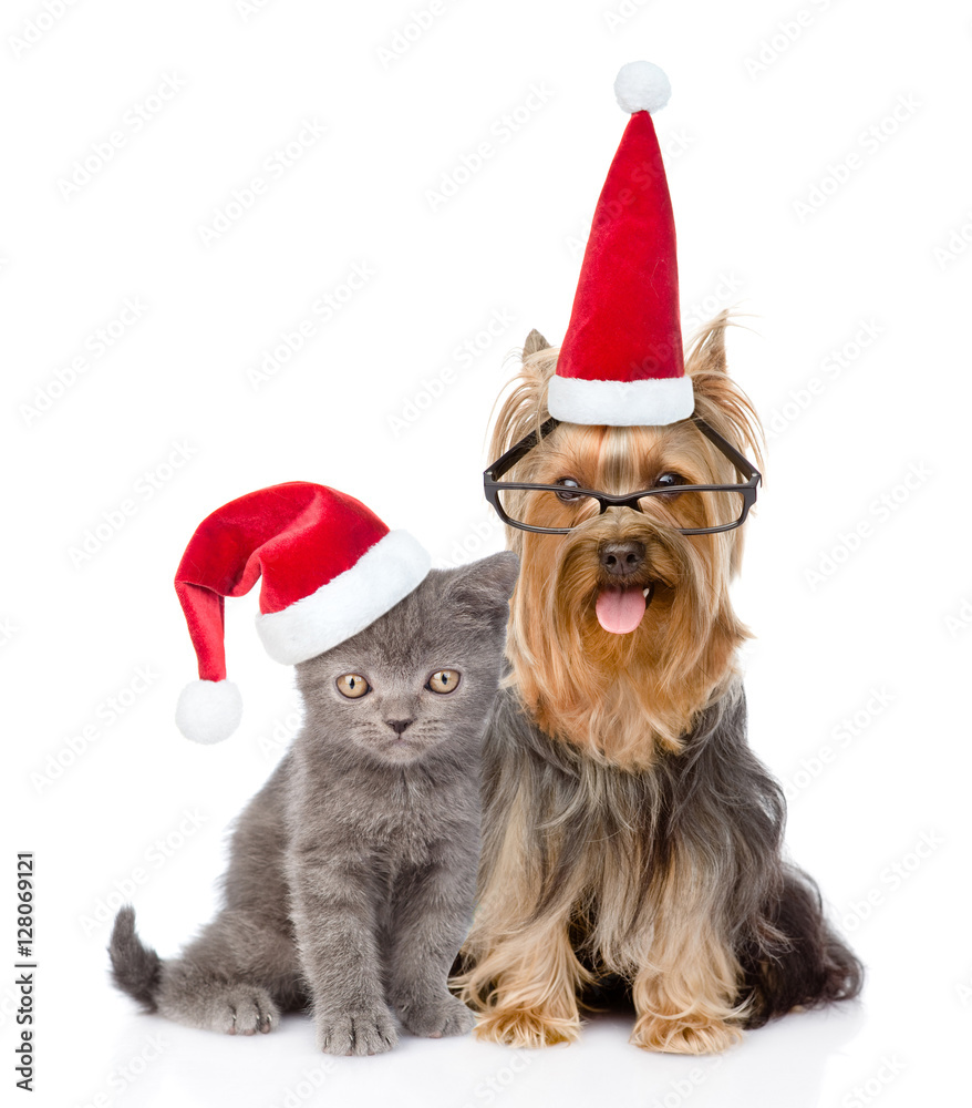 Cat and dog in red christmas hats sitting together. isolated on white Cat and dog in red christmas hats sitting together. isolated on white