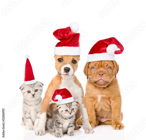 Group of cats and dogs in red christmas hats. isolated on white © Ermolaev Alexandr