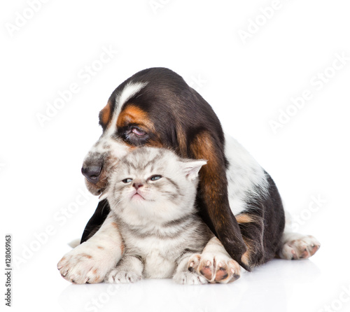 basset hound puppy embracing tiny kitten. isolated on white 