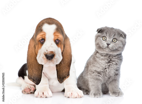 Basset hound puppy and cat sitting together. isolated on white 