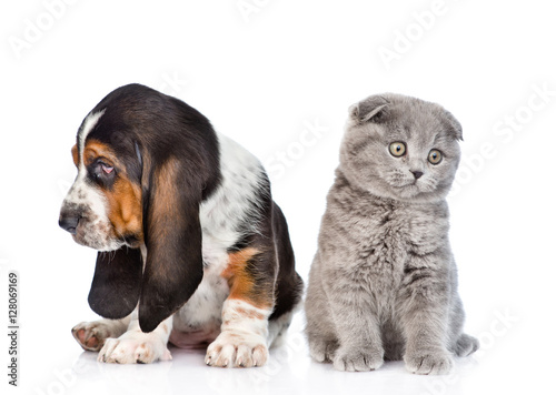 Scottish kitten sitting with basset hound puppy. isolated on white