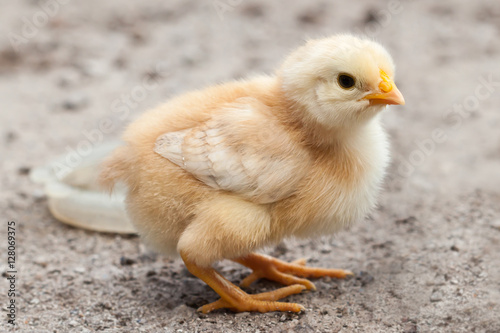 Baby chicken in poultry farm.  © Fotikphoto