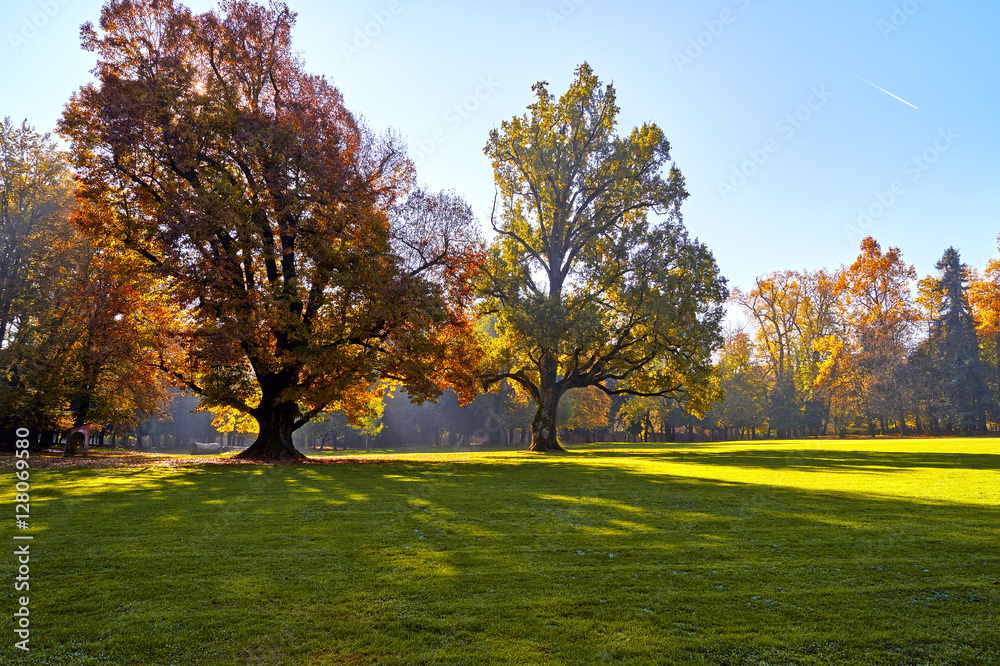 Naklejka premium Querce nel parco in autunno