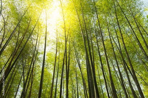 Arashiyama bamboo forest in Kyoto, Japan.