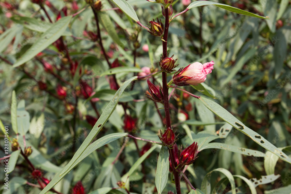 Obraz premium Hibiscus sabdariffa, Roselle flower in the garden