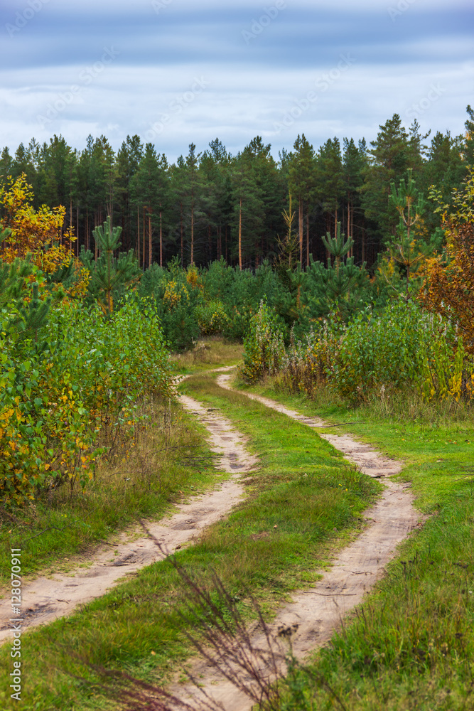 A winding forest road in the woods. A winding forest road in the woods.