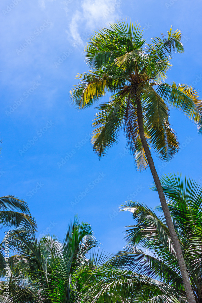 Coconut tree under blue sky and bright sun