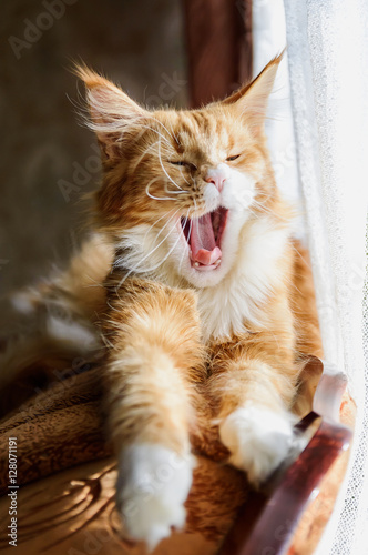 red cat Maine Coon yawns