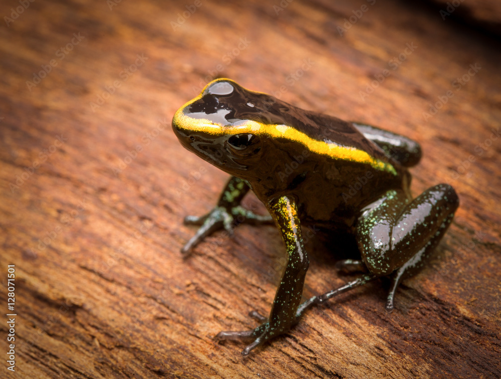 Fototapeta premium poisonous frog Phyllobates aurotaenia from the tropical Amazon rain forest of Colombia, a poisonous animal