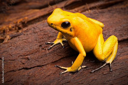 poisonous frog Phyllobates terribilis from the tropical Amazon rain forest of Colombia, a poisonous animal photo