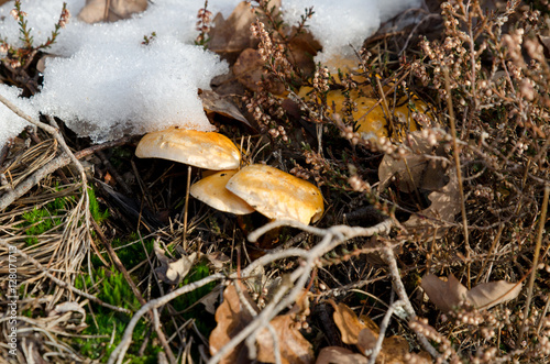 yellow mushroom in snow a frosty day