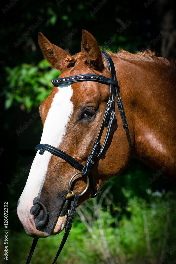 Fototapeta premium Horse and rider