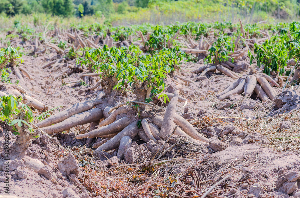 Bulk of fresh cassava harvested in farmland. Bulk of fresh cassava harvested in farmland.