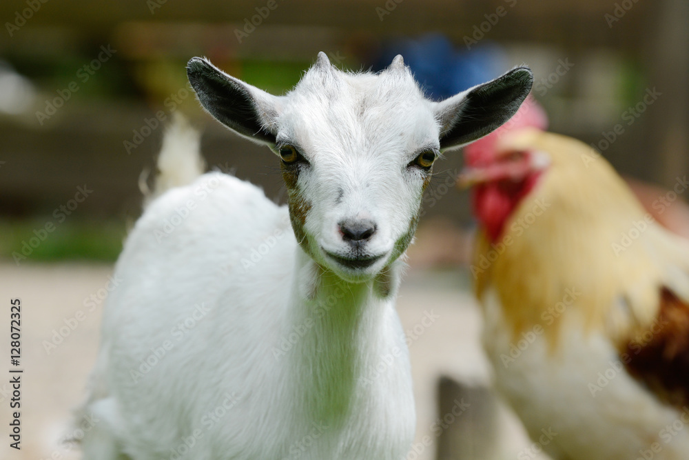 Fototapeta premium goat kid standing and looking