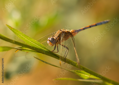 Libelle auf Zweig sitzend